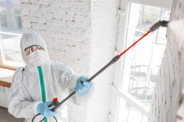 Best Attic Mold Removal  in Glens Falls North, NY